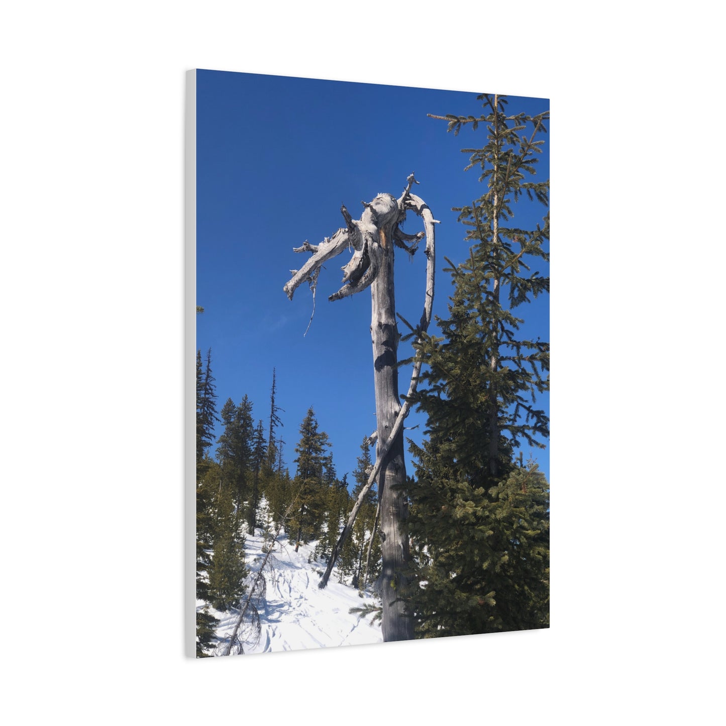 Old Growth