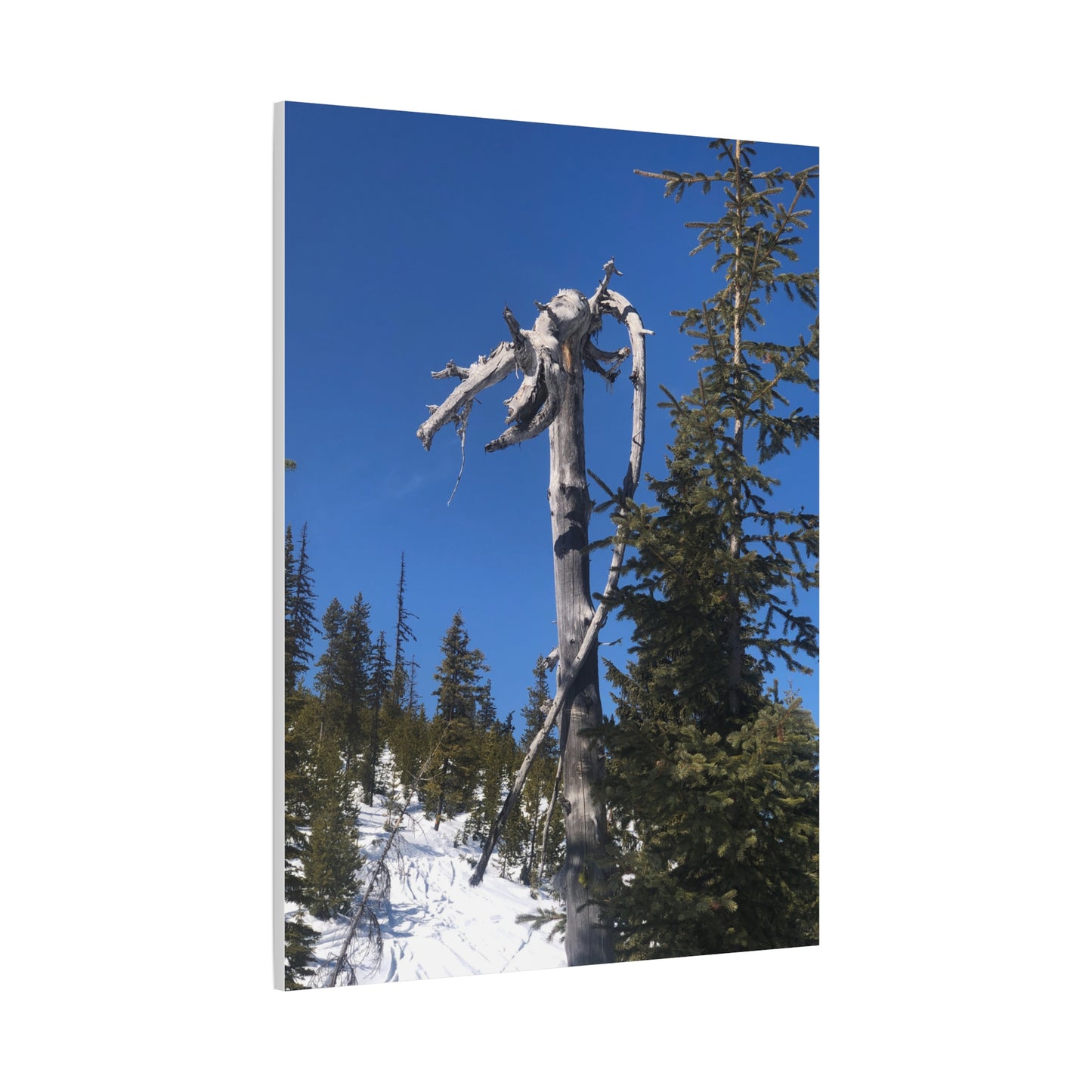 Old Growth
