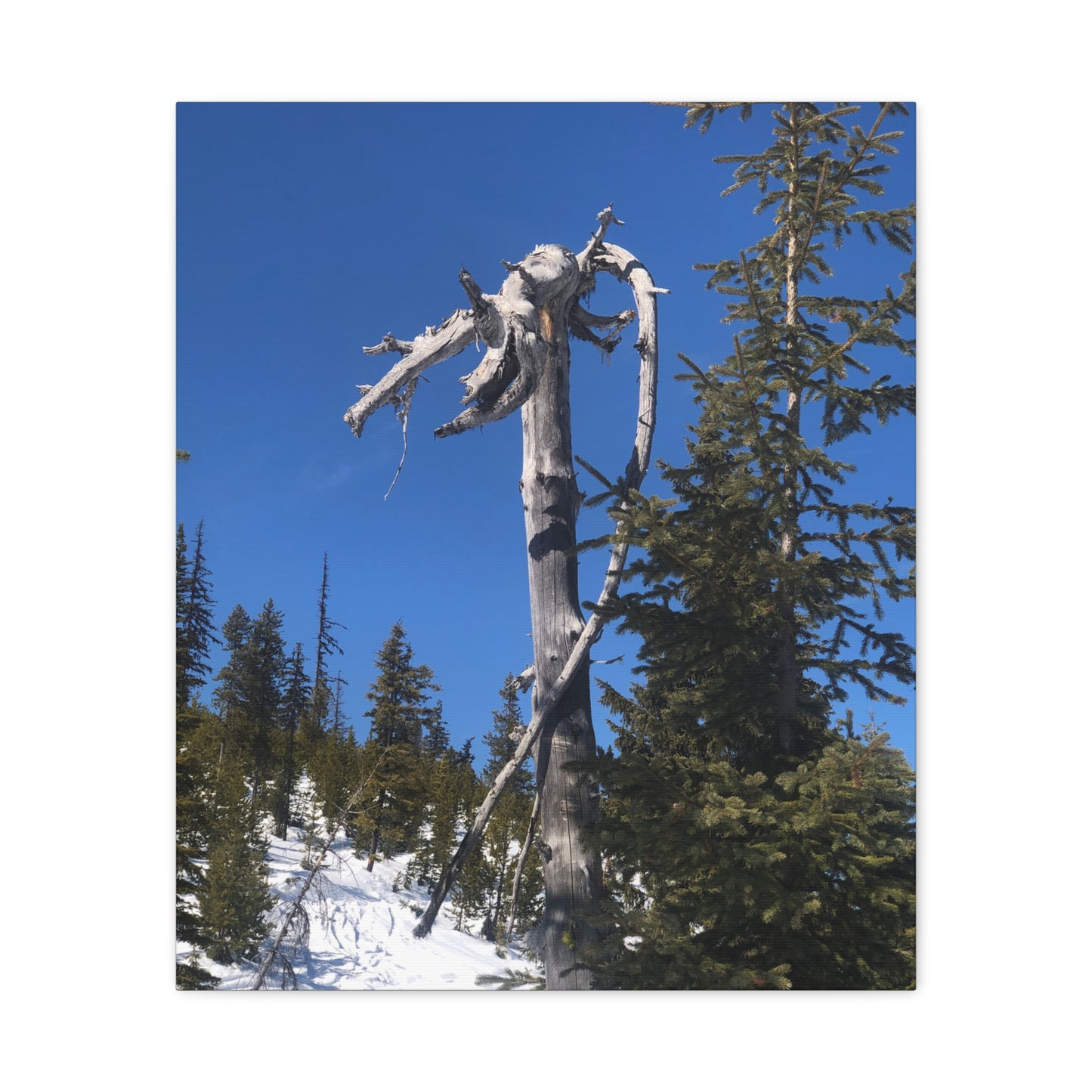 Old Growth