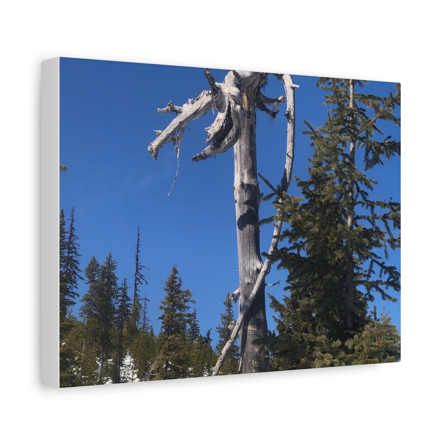 Old Growth