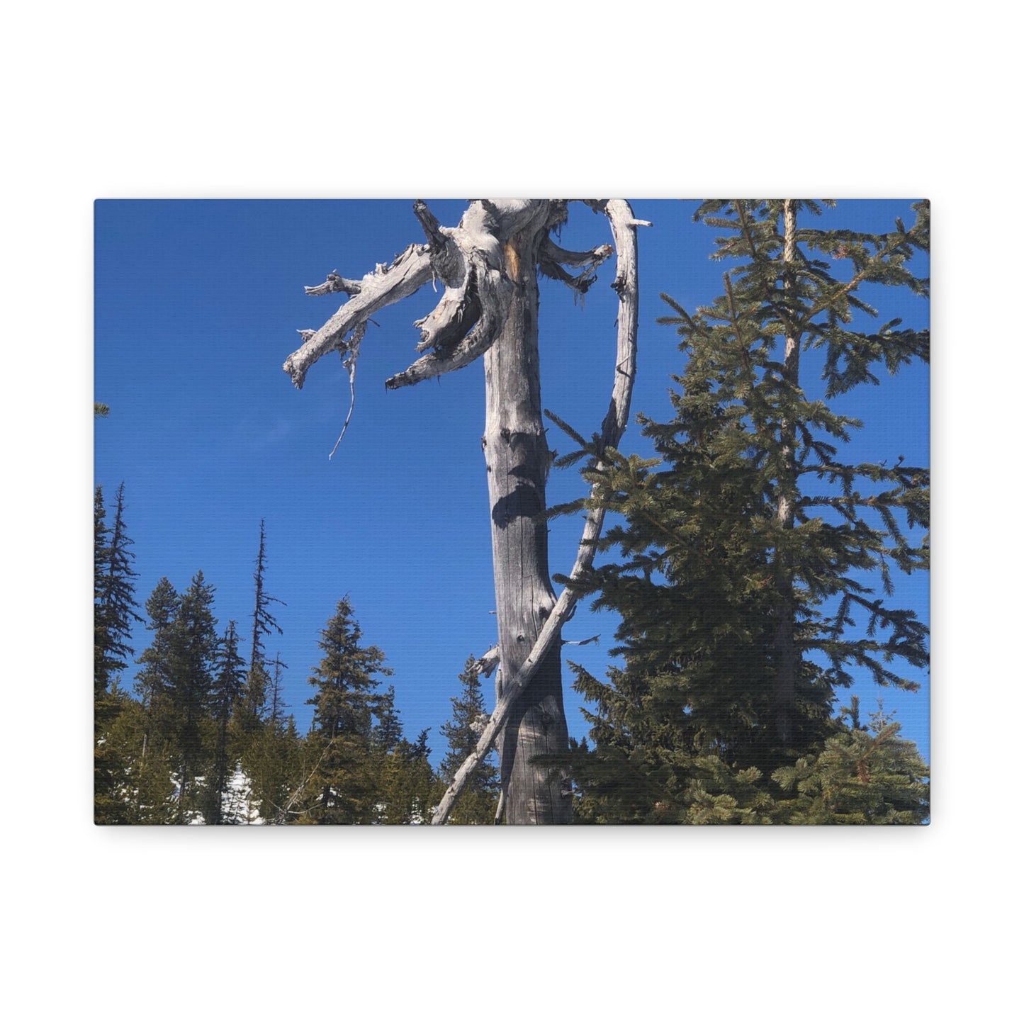 Old Growth