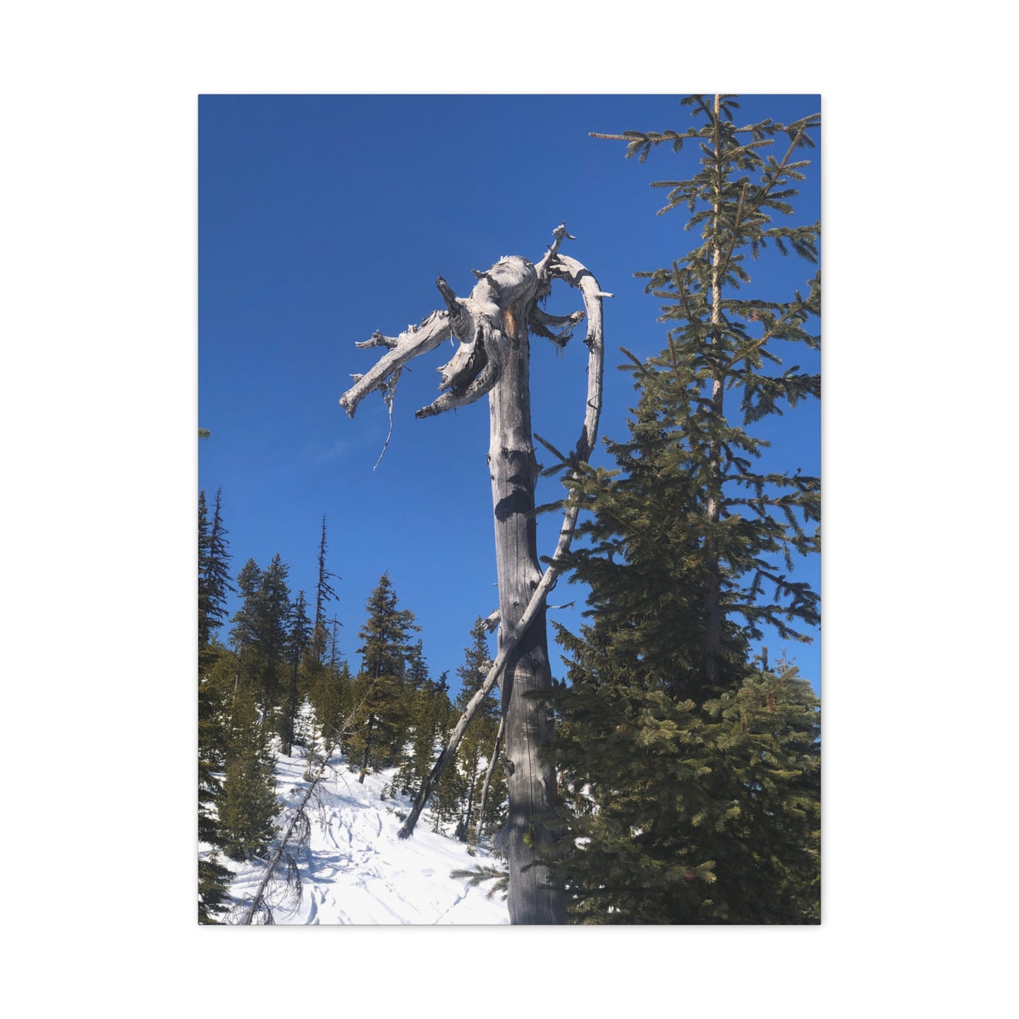 Old Growth