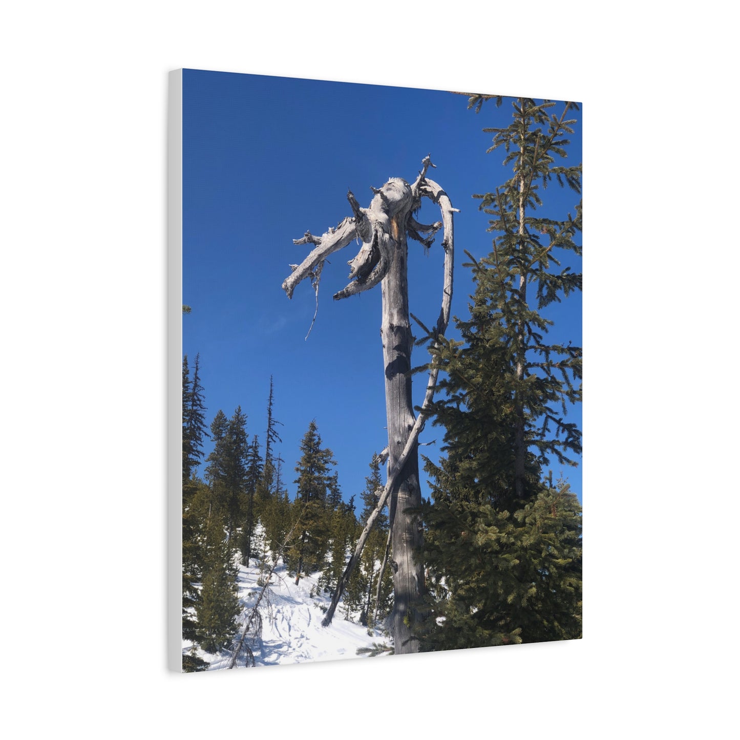 Old Growth