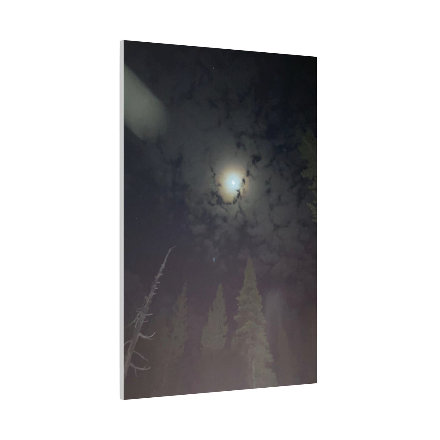 Goodnight, Moonlight