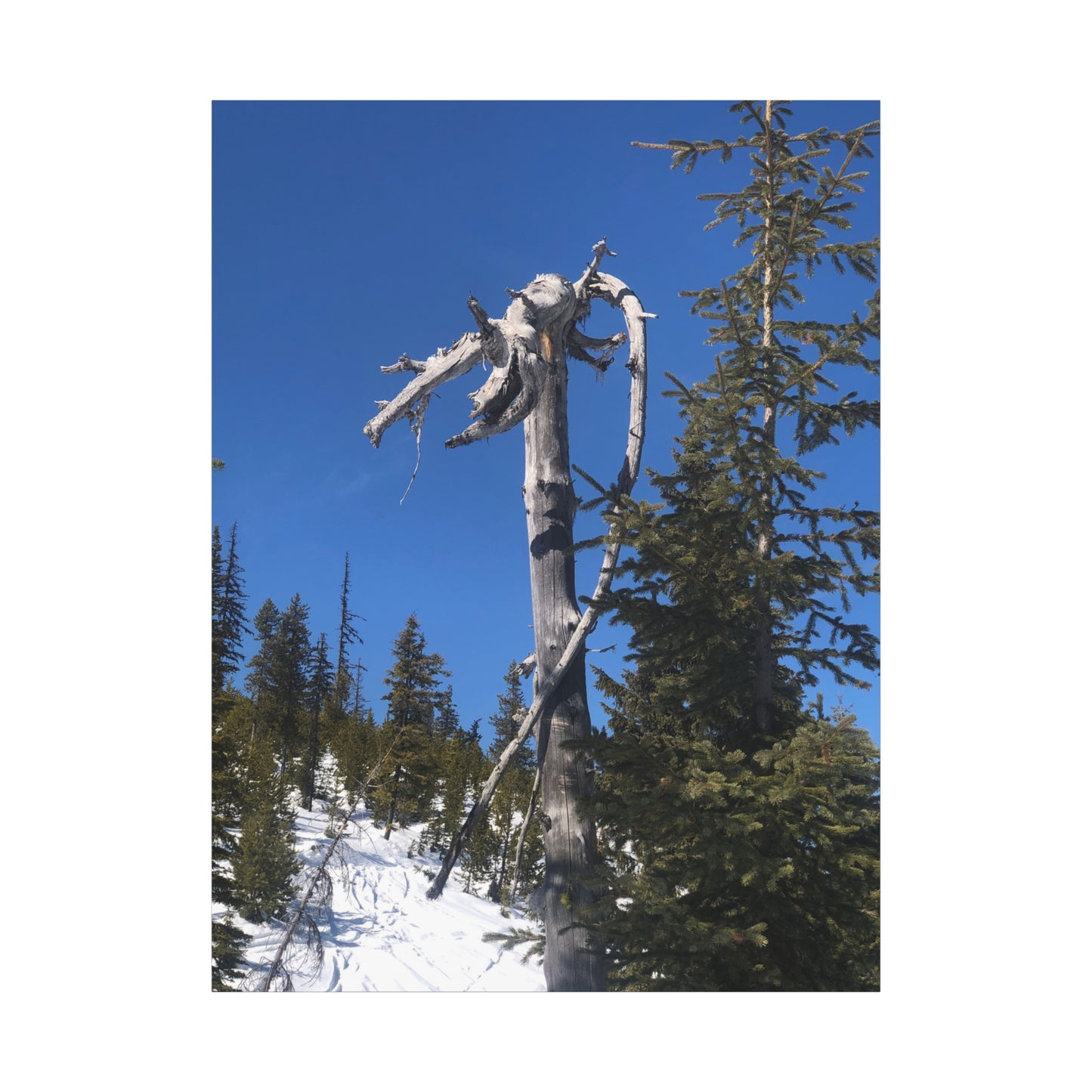 Old Growth